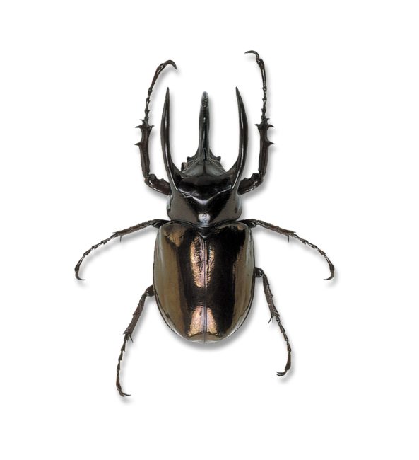 アトラスオオカブト - 株式会社ミタニ